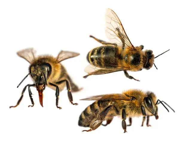 Set of three bees or honeybees in Latin Apis Mellifera, european or western honey bee isolated on the white background