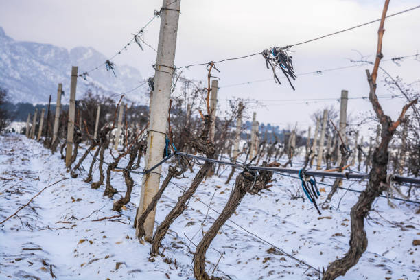 istock Vineyard in the snow 1306002615