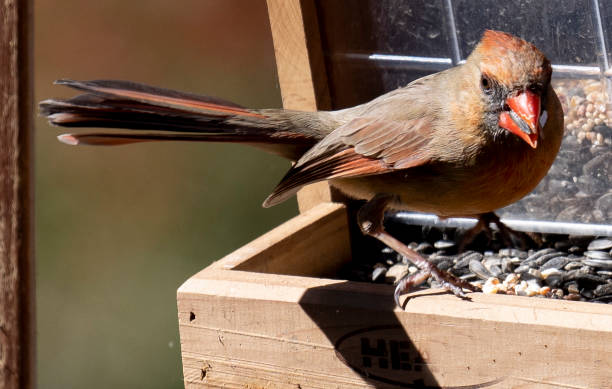 istock Northern Cardinal up high on a perch 1306003320
