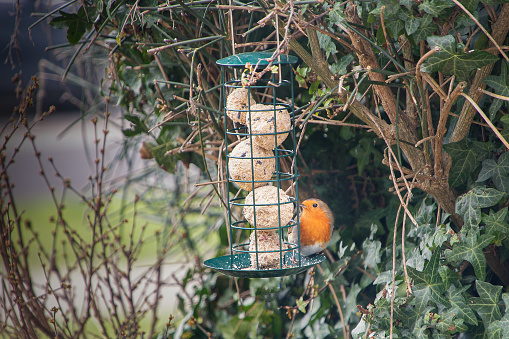 Robin bird feeding on fat or suet balls from a handing feeder hanging feeder in a garden