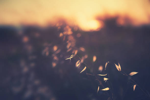 Dry autumn grasses in a field at sunset. Macro image, shallow depth of field. Beautiful autumn nature background