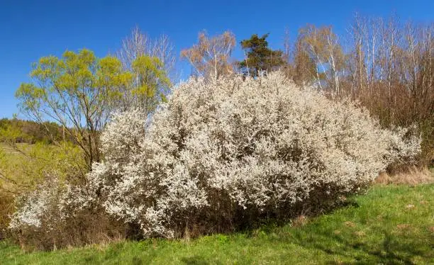 white flowering blackthorn bush, springtime view from bohemian and moravian highland