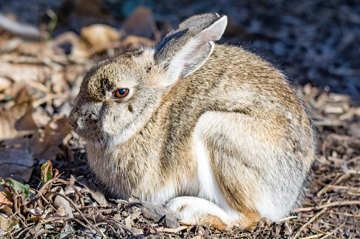 Rabbit hiding by looking like a rock by making itself look small and compact