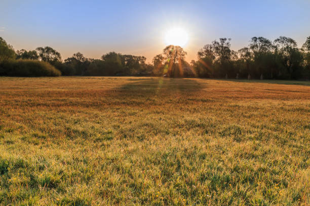 istock Meadow in the morning and sun with sun rays 1306004647