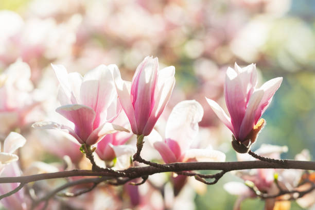 istock Blooming magnolia flowers on the tree, spring sunny day 1306004772