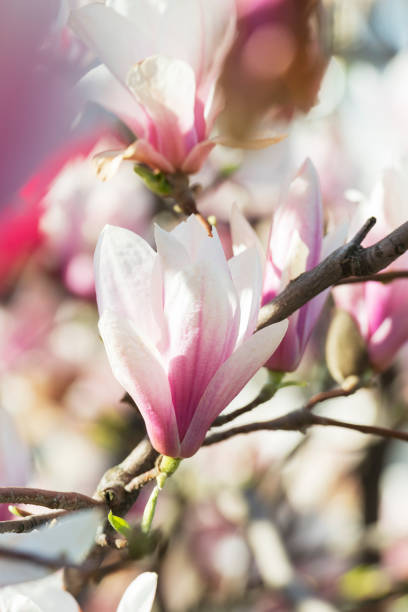 Pink magnolia flower close-up