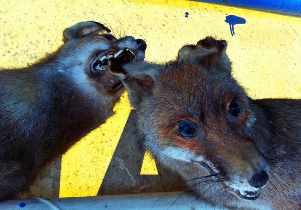 Fox heads stuffed as if one bit the other on the ear.