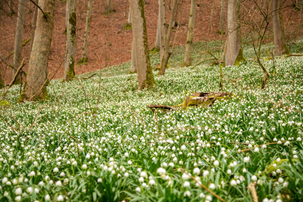 March cup, March of the valley, forest snowdrops or large snowdrops in the forest.