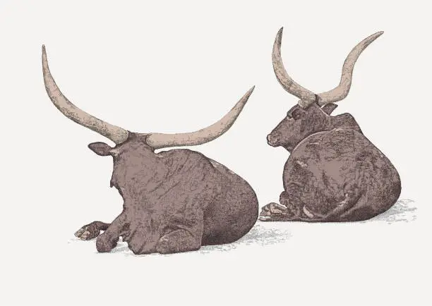 Vector illustration of Ankole-Watusi Cattle Seated. Sanga Oxen.