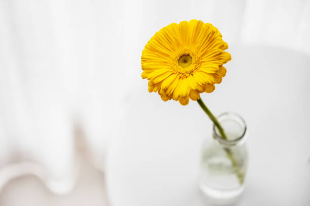 Yellow Daisy Gerbera In Glass Vase on white table. Top view. Space for text