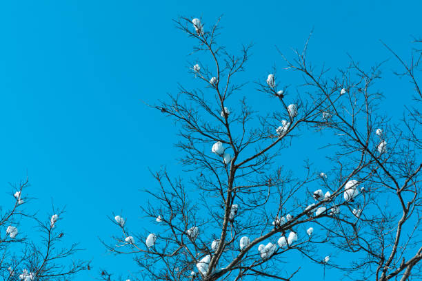 Blue sky background, snowflake tree branches, winter landscape in Korea.