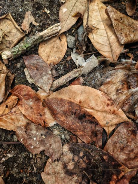 istock Dead leaves background photo stock 1306008226