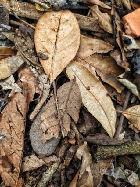 istock Dead leaf background stock photo 1306008471