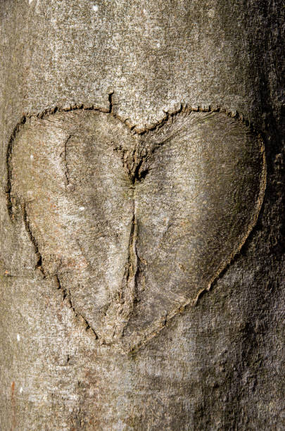 istock A heart carved into tree bark 1306008769