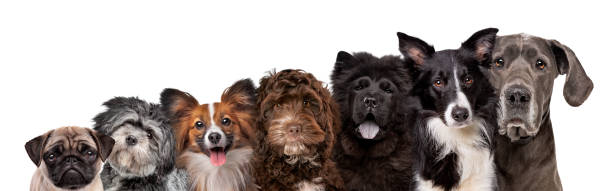 seven different dog breed portraits - dog group of animals variation in a row imagens e fotografias de stock