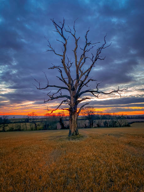 夕暮れ時の古い木 - oak tree tree grass hdr ストックフォトと画像