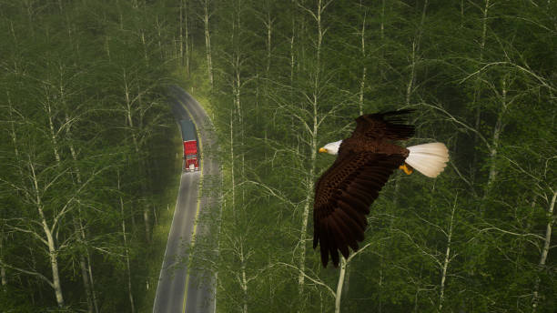 Bald Eagle in flight above a red truck on a forest road. 3D illustration.