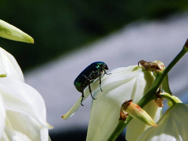 istock Shiny green leaf beetle on the white flower 1306011966