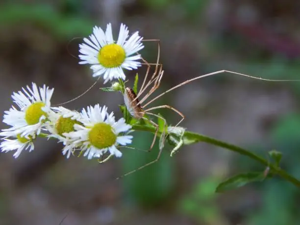 Harvestman (Opiliones)- Daddy Longlegs on the daisy flowers, closeup