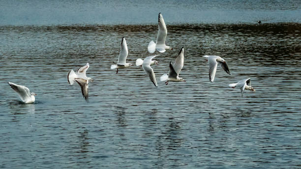 istock Flock of gulls flying over lake 1306012567