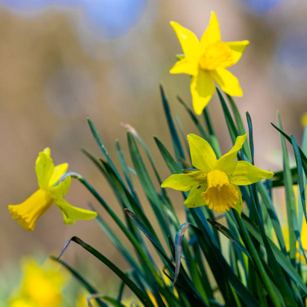istock Beautiful yellow Daffodil flowers often seen during Easter and announcing that Spring is around the corner 1306012716