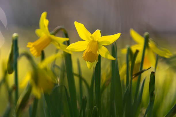 belles fleurs jaunes de jonquille souvent vues pendant pâques et annonçant que le printemps est autour du coin - flower winter narcissus daffodil yellow photos et images de collection