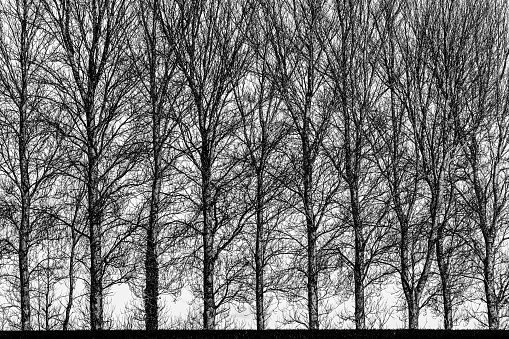 A row of tall bare trees in winter, in high contrast black and white