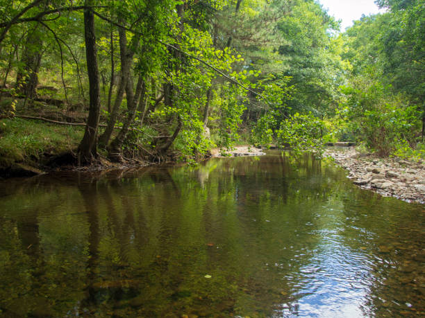 istock Stream in Ida Mountain, Beautiful nature. Turkey. 1306015123