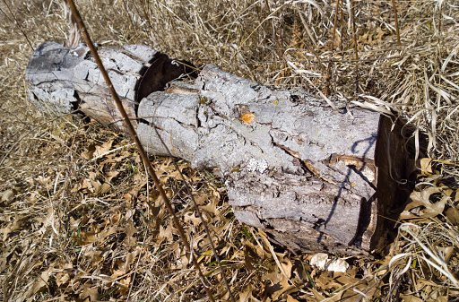 Old log from downed tree rotting in the rushes