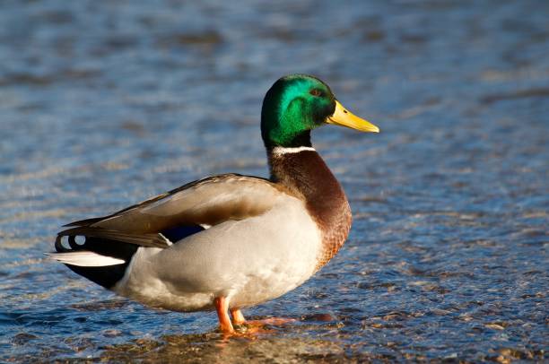 istock Beautiful male Mallard duck at sundown 1306017250