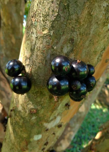 istock Jabuticaba fruits in the tree trunk 1306017415