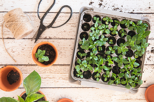 Basil herb in seedling starting tray, seen from above. On a wooden table with teracotta pots and a pair of scissors on the table. Home gardening indoors, preparations in the spring.