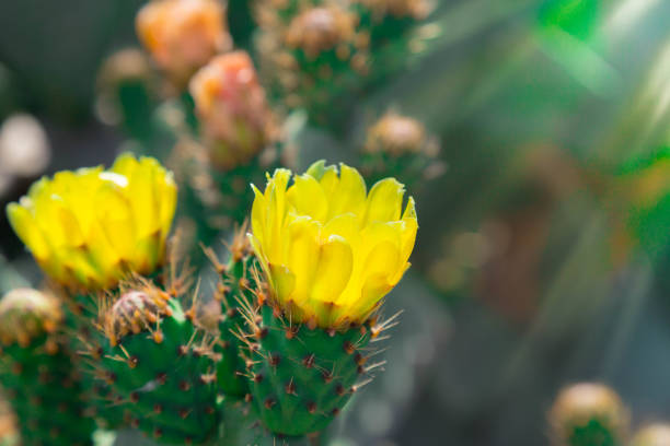 dos flores de catus salvajes, flores de cactus amarillo en un día cálido bajo los rayos brillantes del sol - cactus blooming southwest usa flower head fotografías e imágenes de stock