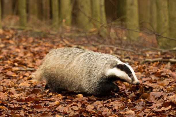 istock Badger runs in the autumn forest 1306017777