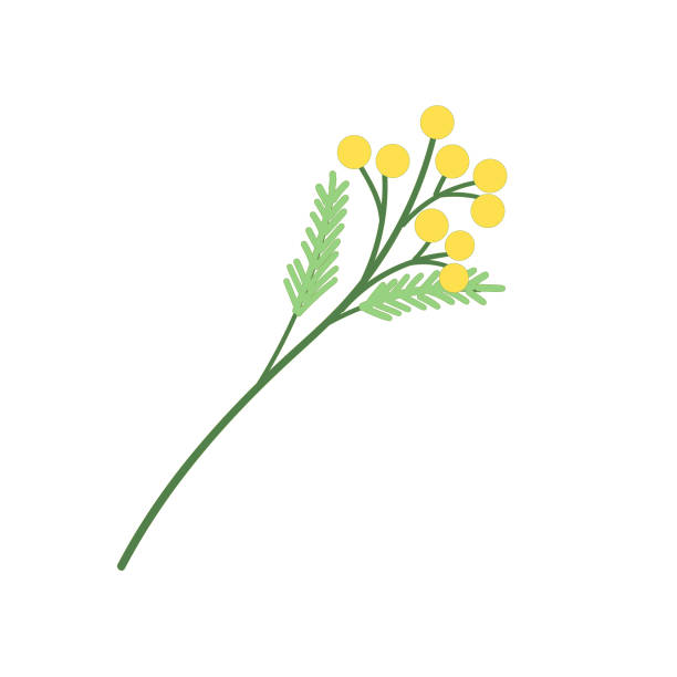 Yellow flower Sesbania brunch mimosa Yellow flower Sesbania . Mimosa. Vector illustration acacia tree stock illustrations