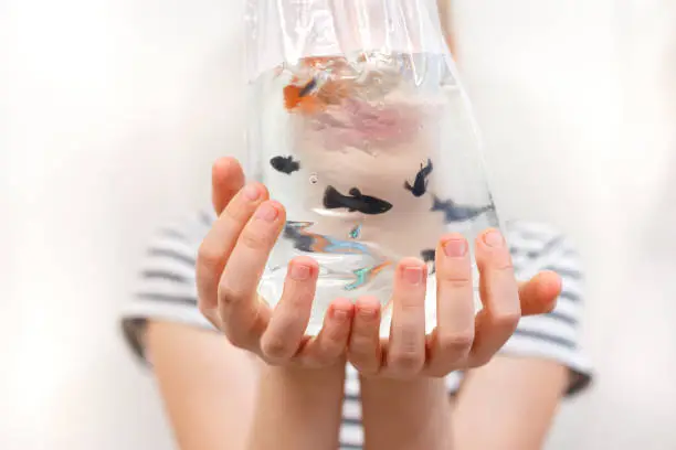 Photo of Small fish in a plastic bag in the hands of a child on a light background.