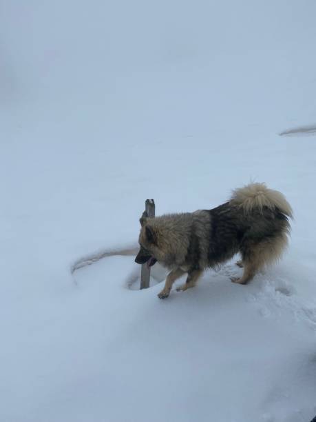 istock Eurasier dog, snow 1306019713