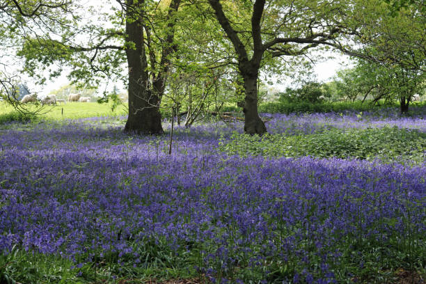 istock Spring woodland with bluebell flowers 1306020041