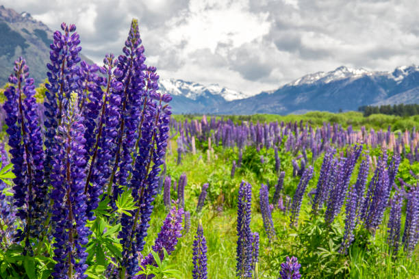 istock Purple lupin flowers 1306020195