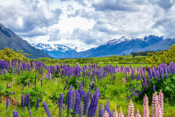 istock Purple lupin flowers 1306020205