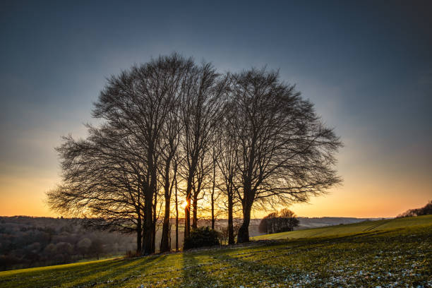 tramonto di fine inverno sui chilterns vicino a chesham, buckinghamshire, inghilterra - albero spoglio foto e immagini stock