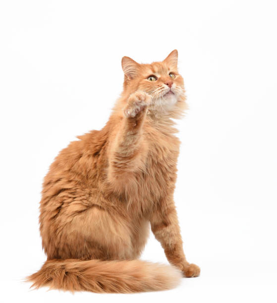 istock adult fluffy red cat sitting and raised its front paws up 1306021277