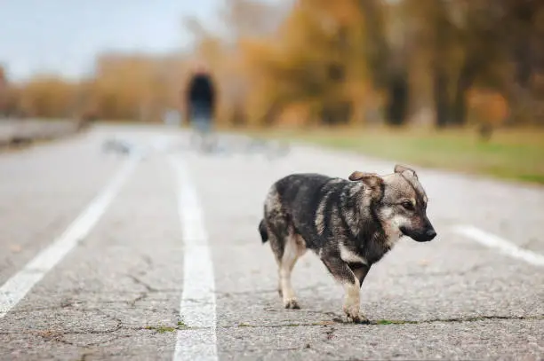 Photo of Homeless sad dog standing on the street and look at his left hand side.
