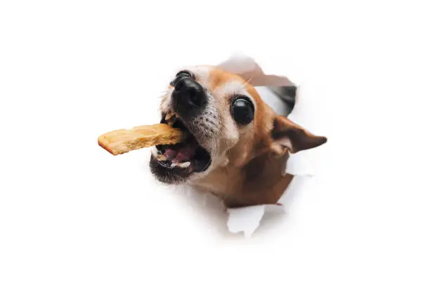 Photo of Bug-eyed muzzle. Funny brown small dog Russian toy terrier reach for food and holds cookies in his teeth. Torn hole in white paper. The concept of hunger and theft of food. Copy space.