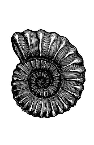 illustrations, cliparts, dessins animés et icônes de ammonites ,schloenbachia varicosa - crinoid