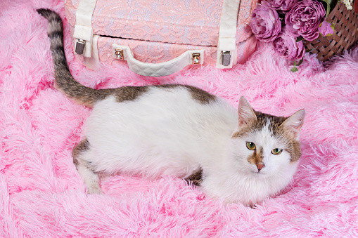 flat lay white with spots cat on pink artificial fur with a decorative suitcase and a bouquet of flowers in a wicker basket on a coral background