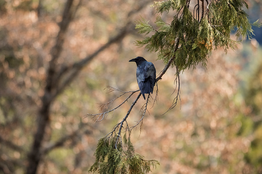 A Black Drongo bird sitting on the flower plant in the Autumn morning