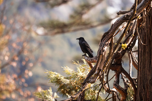 Crow or raven sitting on a tree branch