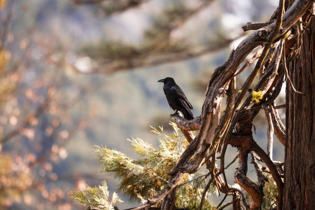Photo of Crow or raven sitting on a tree branch