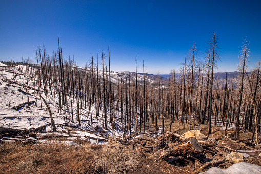 Yosemite National Park after the wildfires of 2014-2020 during the month of winter